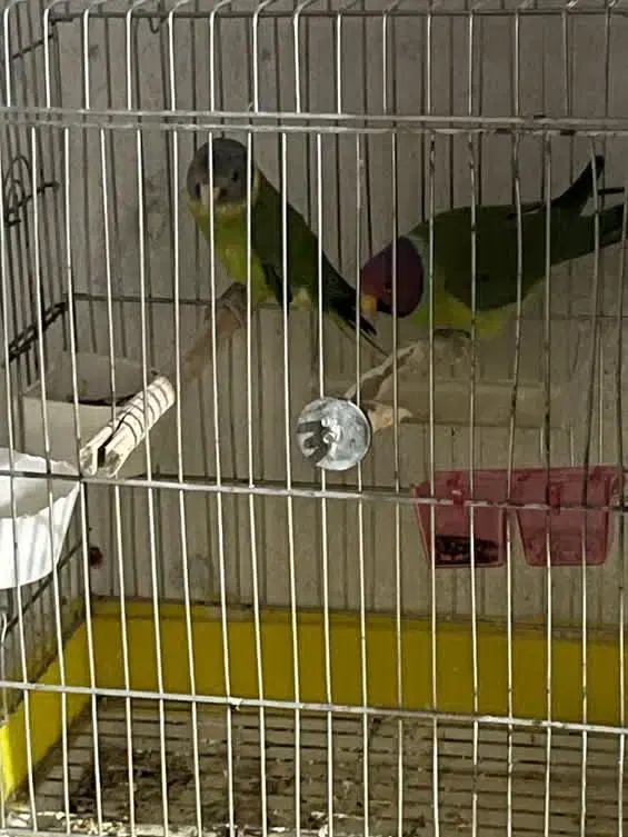 ی جفت ملنگو کله آلویی با کیفیت|پرنده|شاهینشهر, حافظ شمالی|دیوار