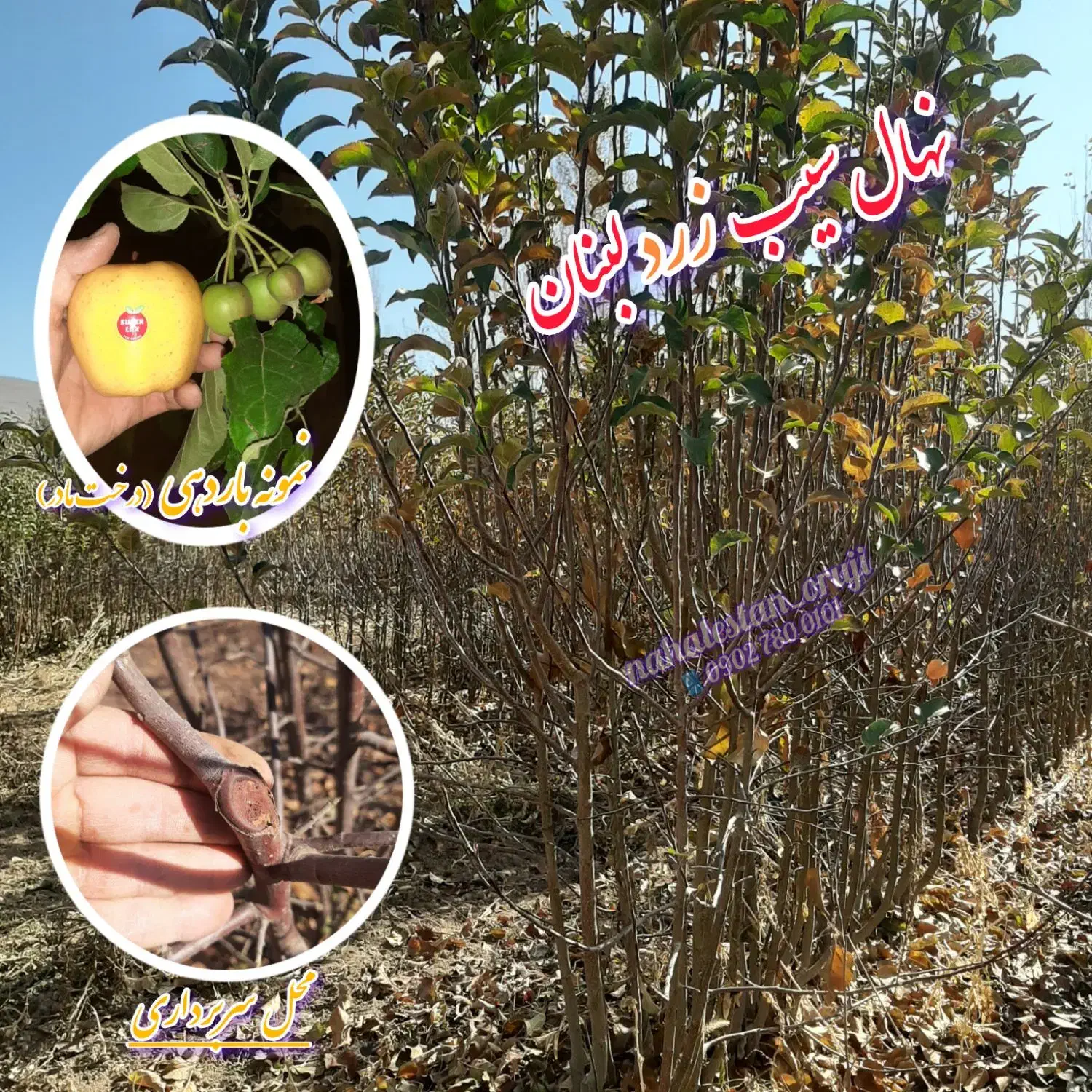 نهال سیب|گل و گیاه طبیعی|میاندوآب, |دیوار