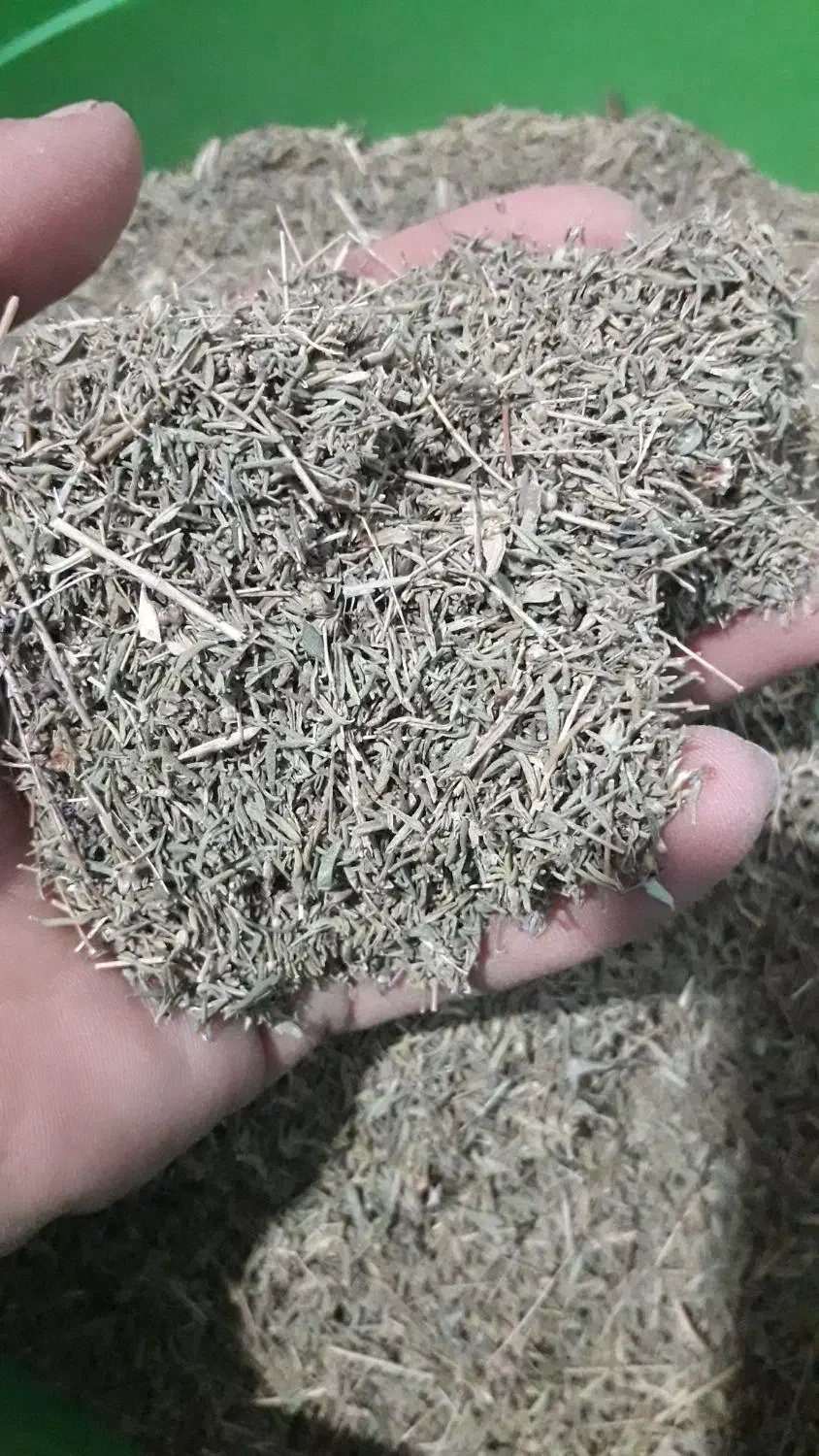 بلکینه|عمدهفروشی|اندیمشک, |دیوار