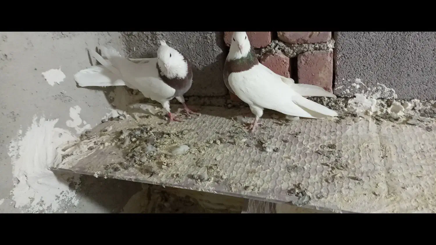 قیمت 900|پرنده|گل تپه, |دیوار