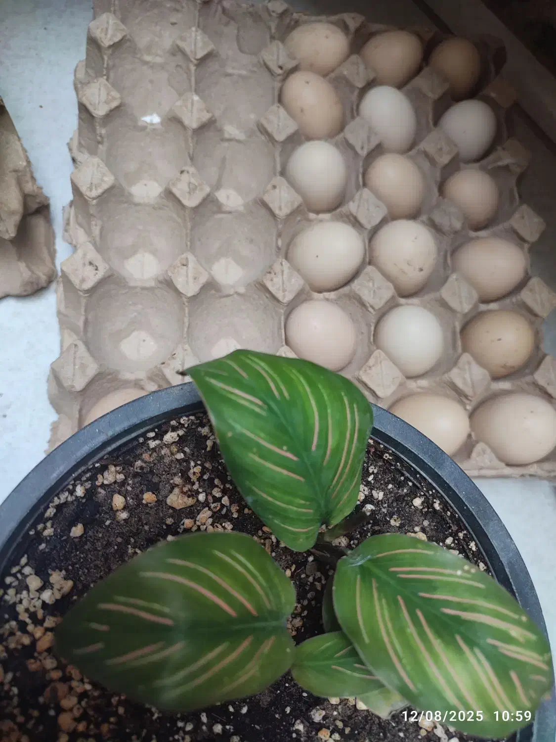 فروش فوری تخم نطفه دار لاری|حیوانات مزرعه|قم, صفائیه|دیوار