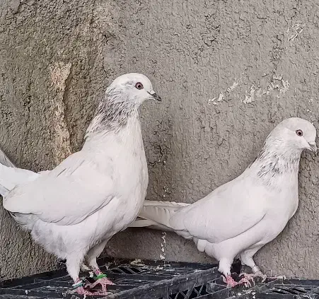 کفتر پرشی درجه یک|پرنده|حمیدیا, |دیوار