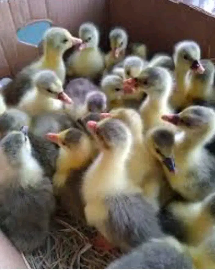 غاز|حیوانات مزرعه|شیراز, قلعه نو|دیوار