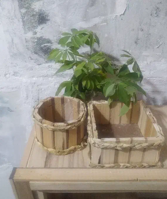 سبد گل و سبزه|گل و گیاه طبیعی|قلعه نو, |دیوار