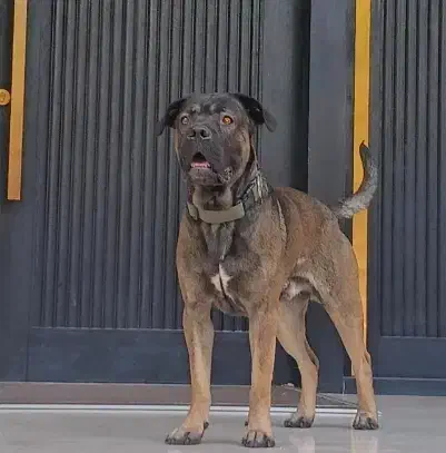 گمشده|حیوانات|اندیشه, اندیشه فاز ۲|دیوار