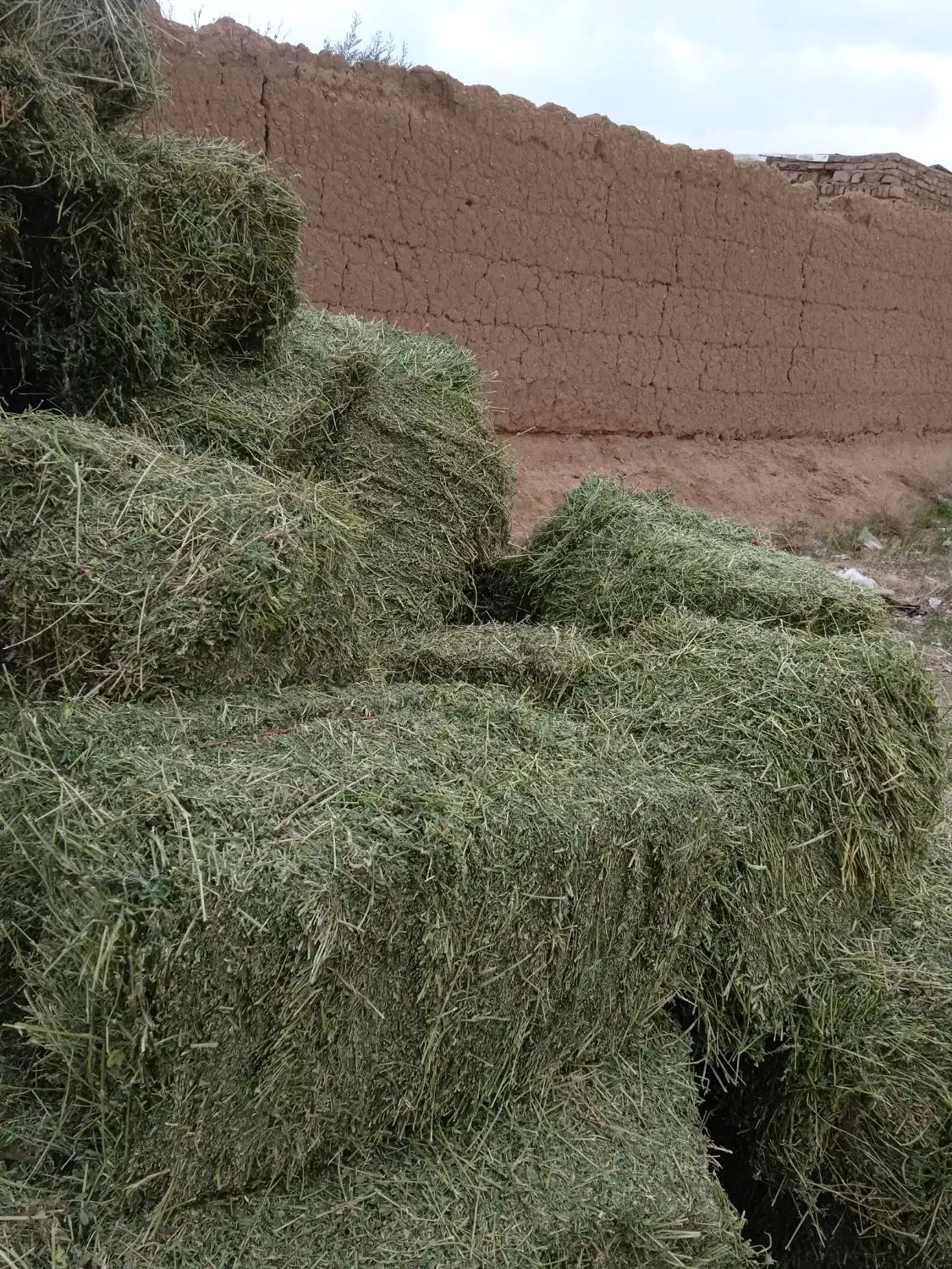 پرس یونجه ،یونجه خورد کرده ،کاه گندم ،پرس گندم|لوازم جانبی حیوانات|اصفهان, شهرک امام خمینی|دیوار