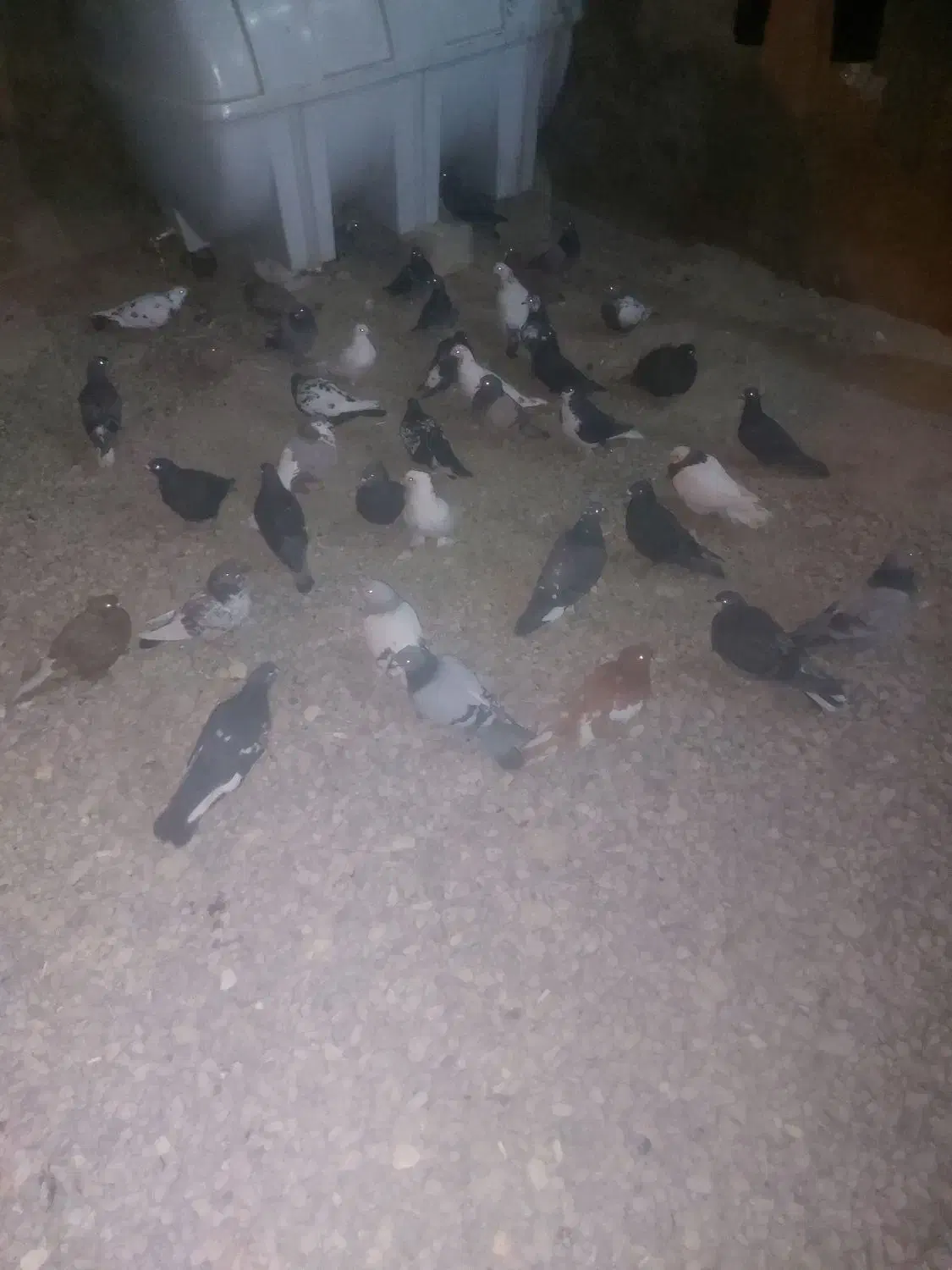 ۵۰ کفتر بهبهانی و پلاکی از دونی ۶۵ تا ۱۵۰|پرنده|مرودشت, نقش رستم|دیوار