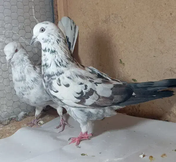 کفتر پرشی|پرنده|قم, باجک دو|دیوار