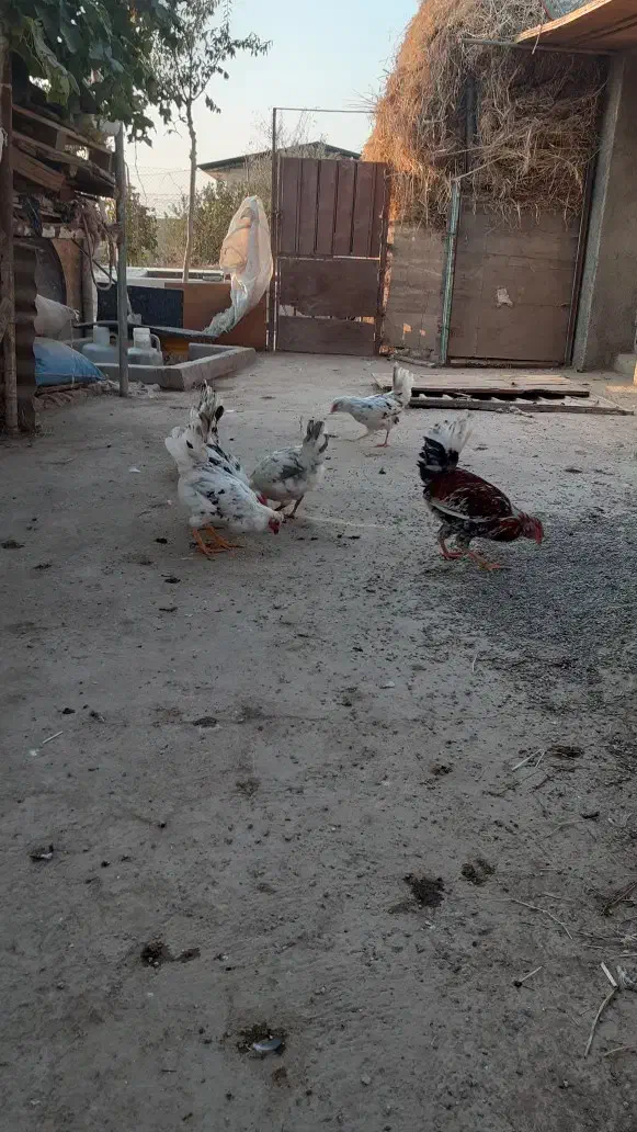 مرغ و خروس گلین|حیوانات مزرعه|هشتگرد, شهرک وحدت|دیوار
