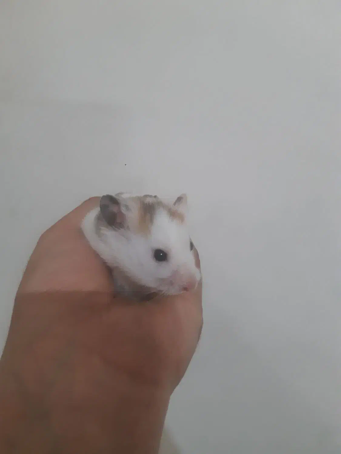 همستر سوری|موش و خرگوش|تهران, نعمت‌آباد|دیوار