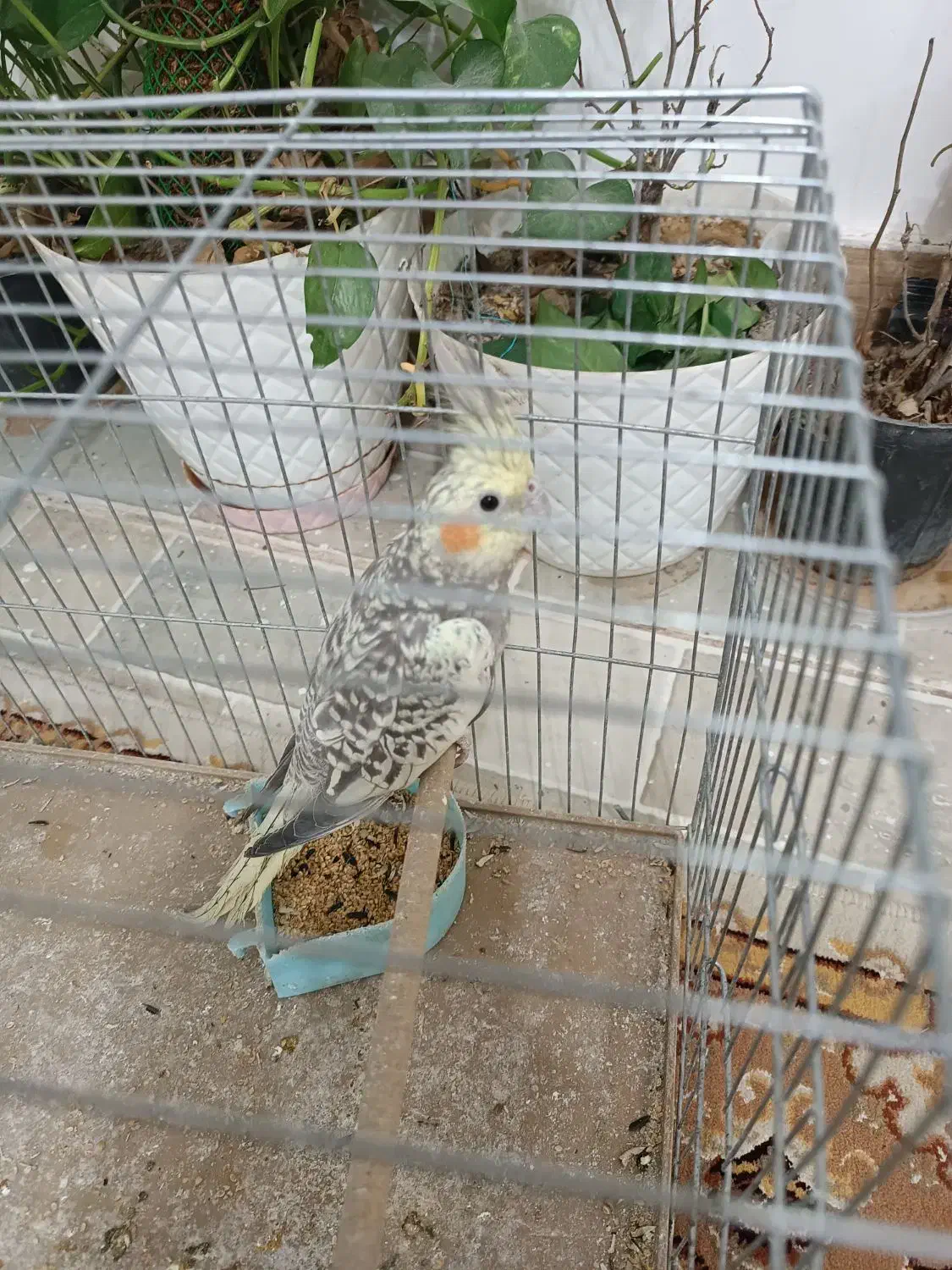 عروس هلندی|پرنده|دره شهر, |دیوار