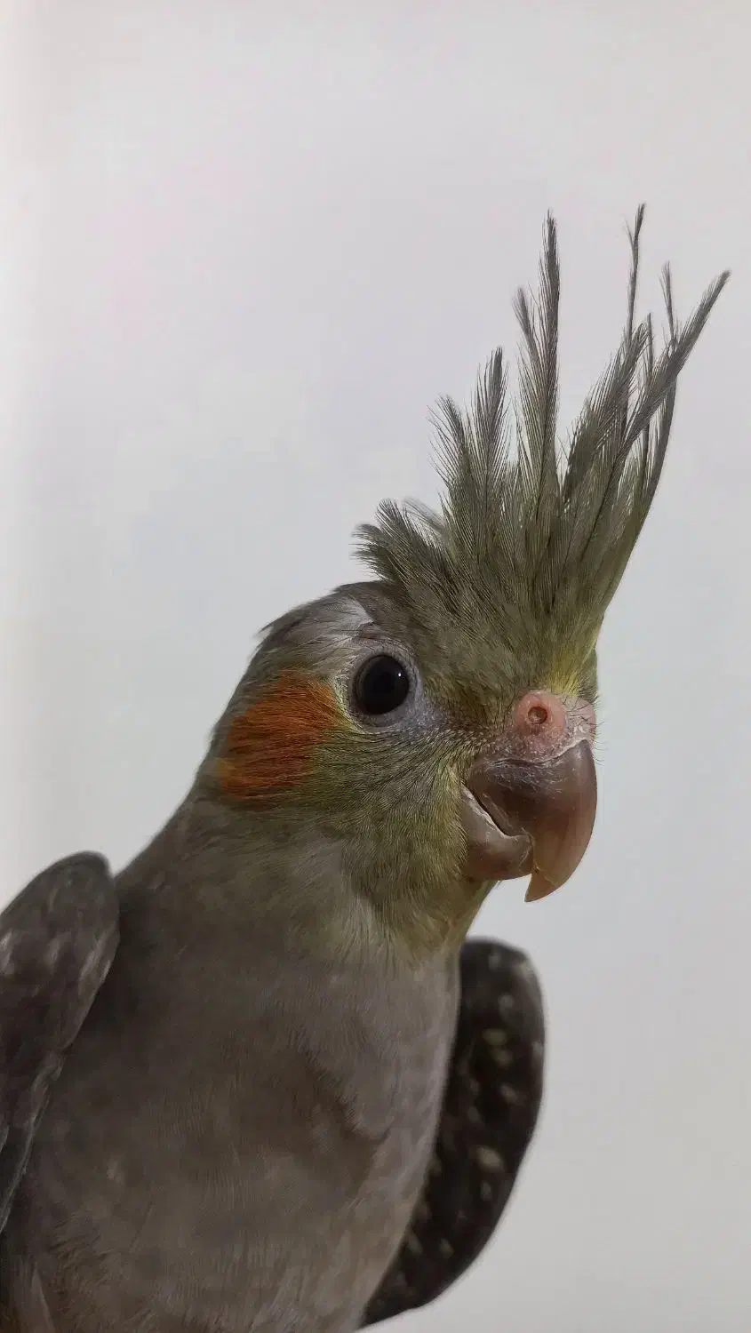 طوطی عروس هلندی سینامون|پرنده|شوشتر, |دیوار