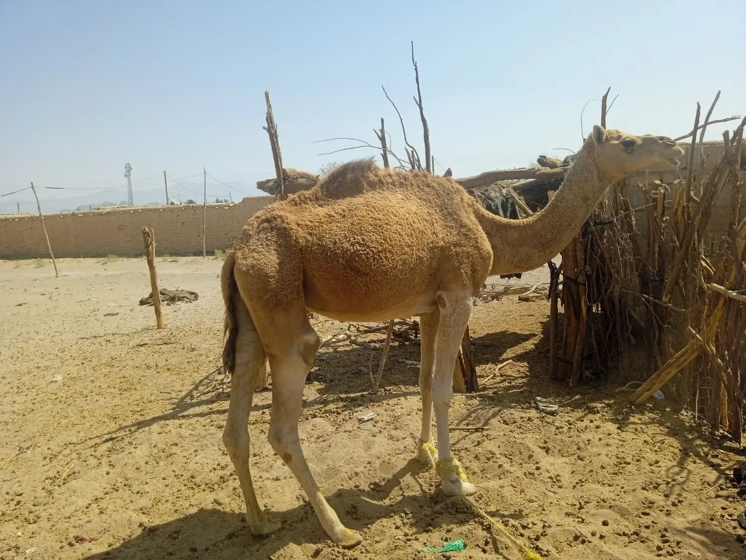 شتر|حیوانات مزرعه|خاش, |دیوار
