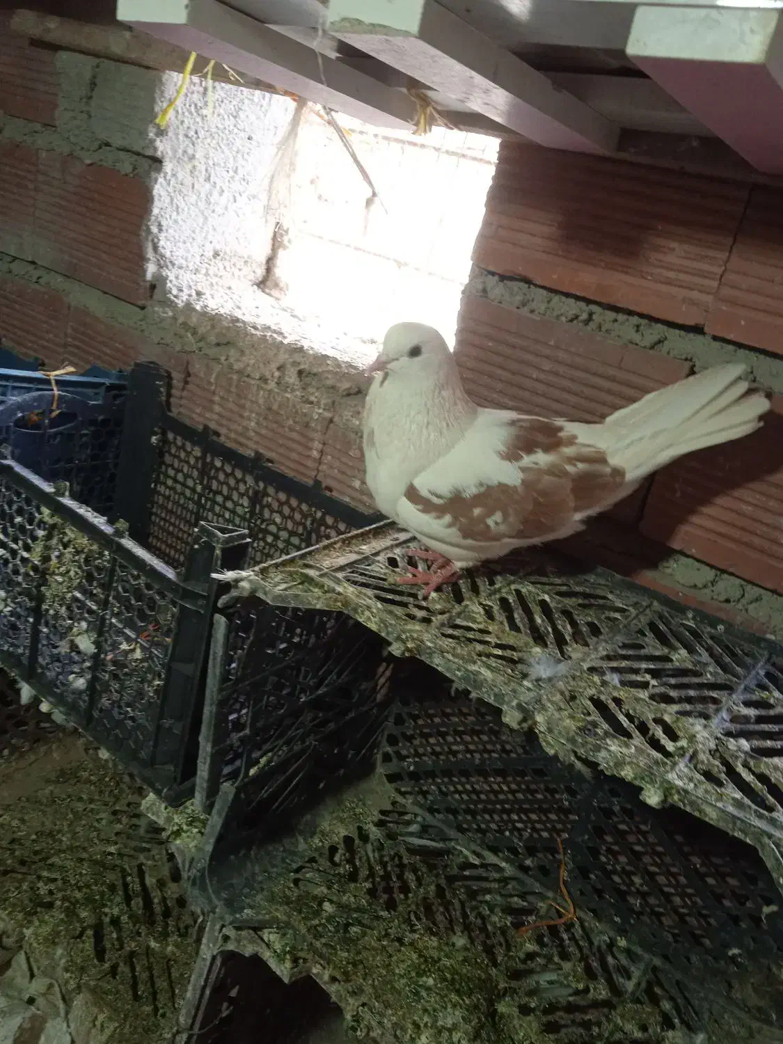 کبوتر|پرنده|اردبیل, |دیوار