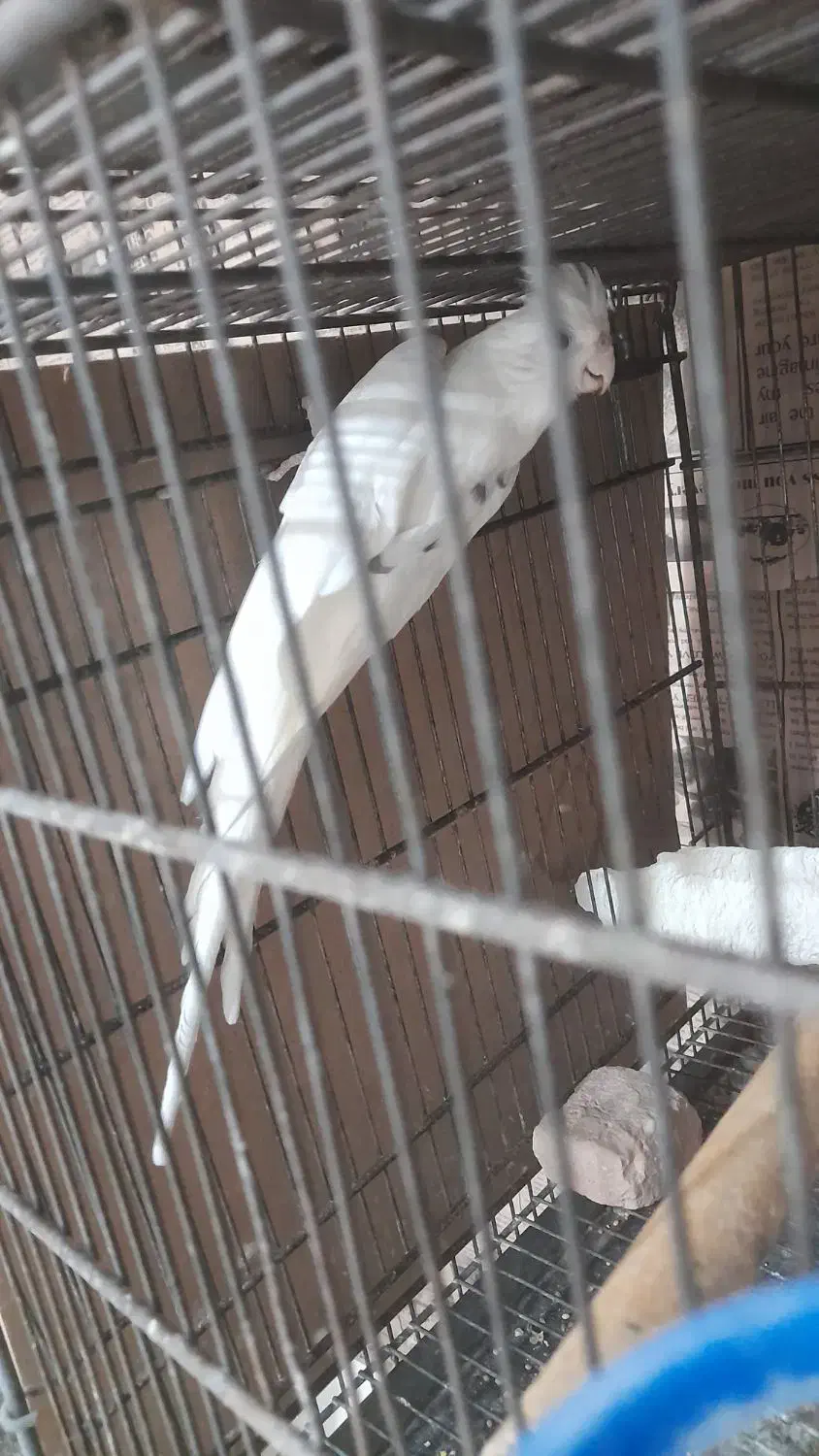 عروس هلندی البینو دوکت مولد|پرنده|بندرعباس, |دیوار