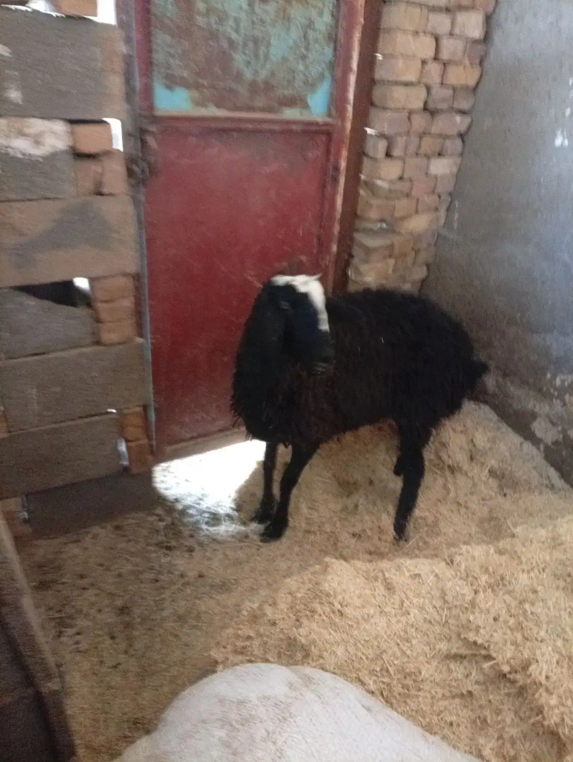 میش زاویه|حیوانات مزرعه|زاویه, |دیوار