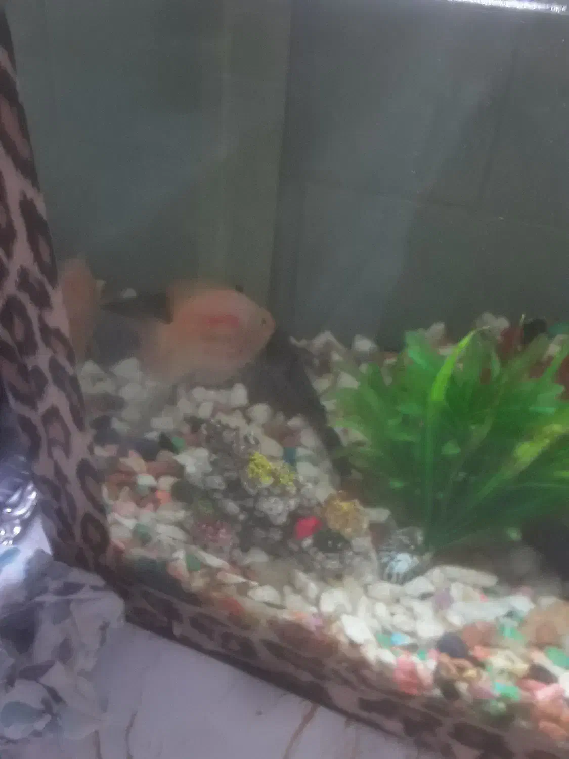 آکواریوم فروشی|ماهی|آستارا, |دیوار