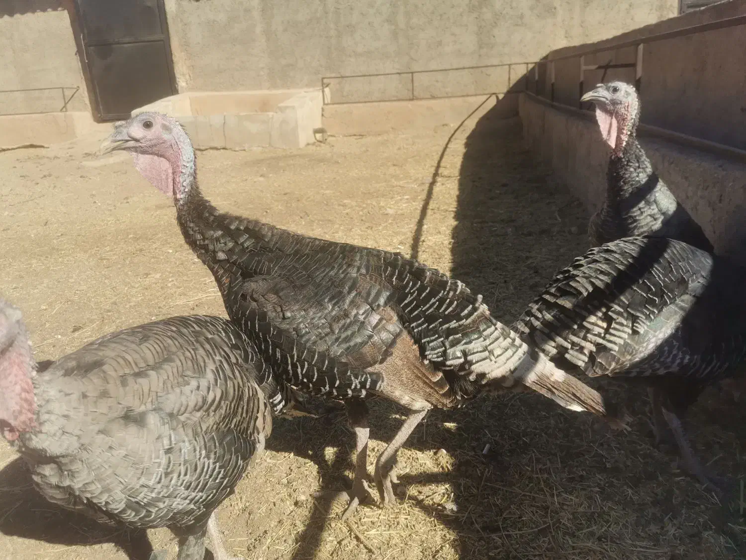 فروش 11 عدد بوقلمون برنز، ماده|حیوانات مزرعه|قزوین, |دیوار