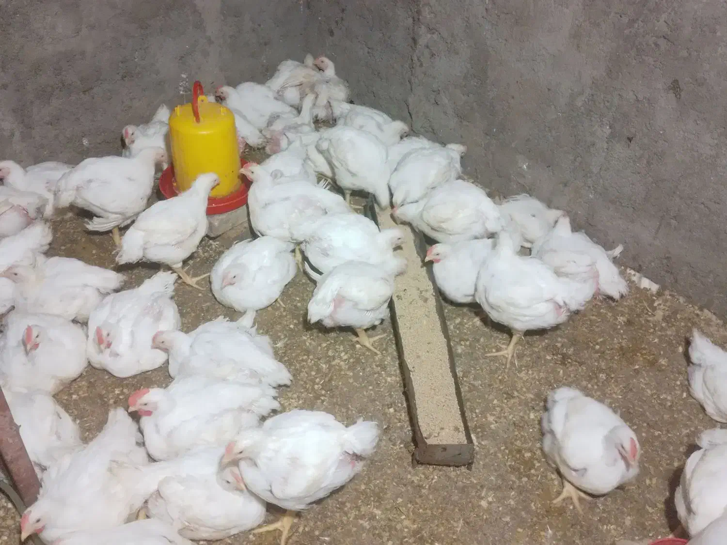 مرغ|حیوانات مزرعه|مینودشت, |دیوار