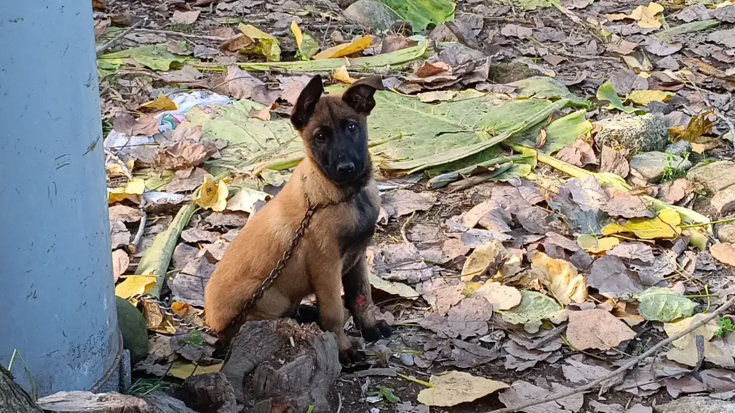 فروش توله مالینوز پدر و مادر وارداتی.|سگ|سلمانشهر, |دیوار