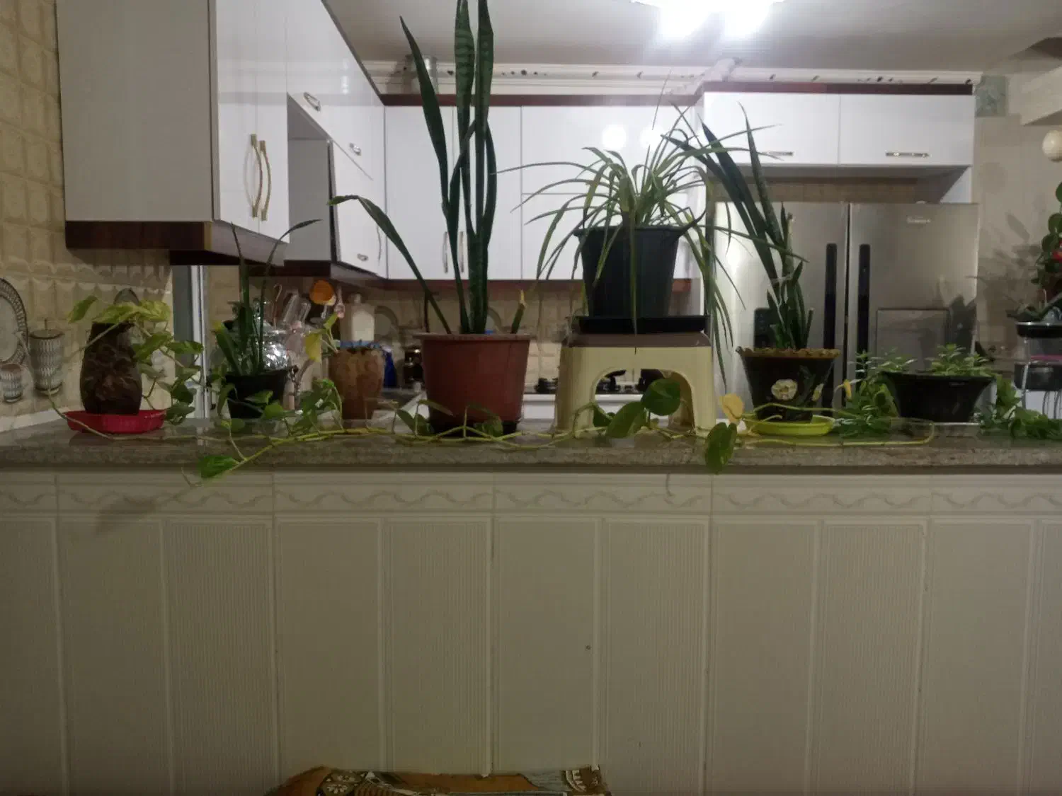 گل طبیعی|گل و گیاه طبیعی|درمیان, |دیوار