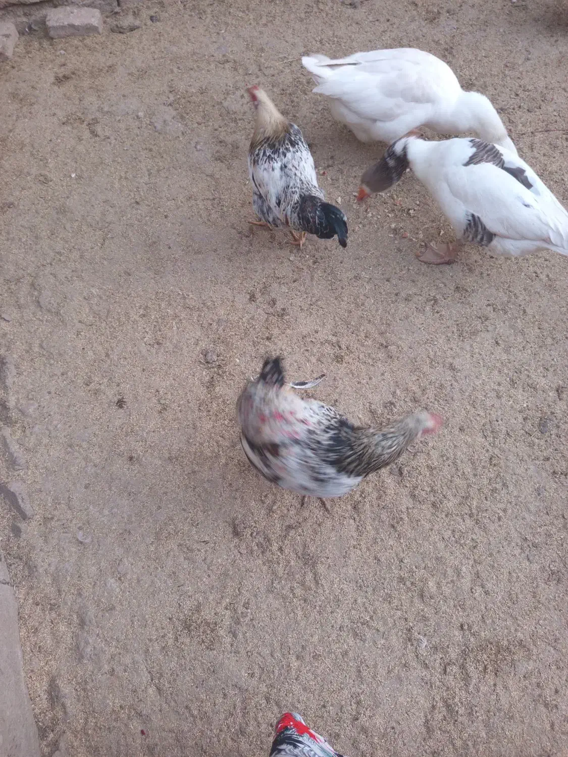 غوغاز|حیوانات مزرعه|کلاله, |دیوار