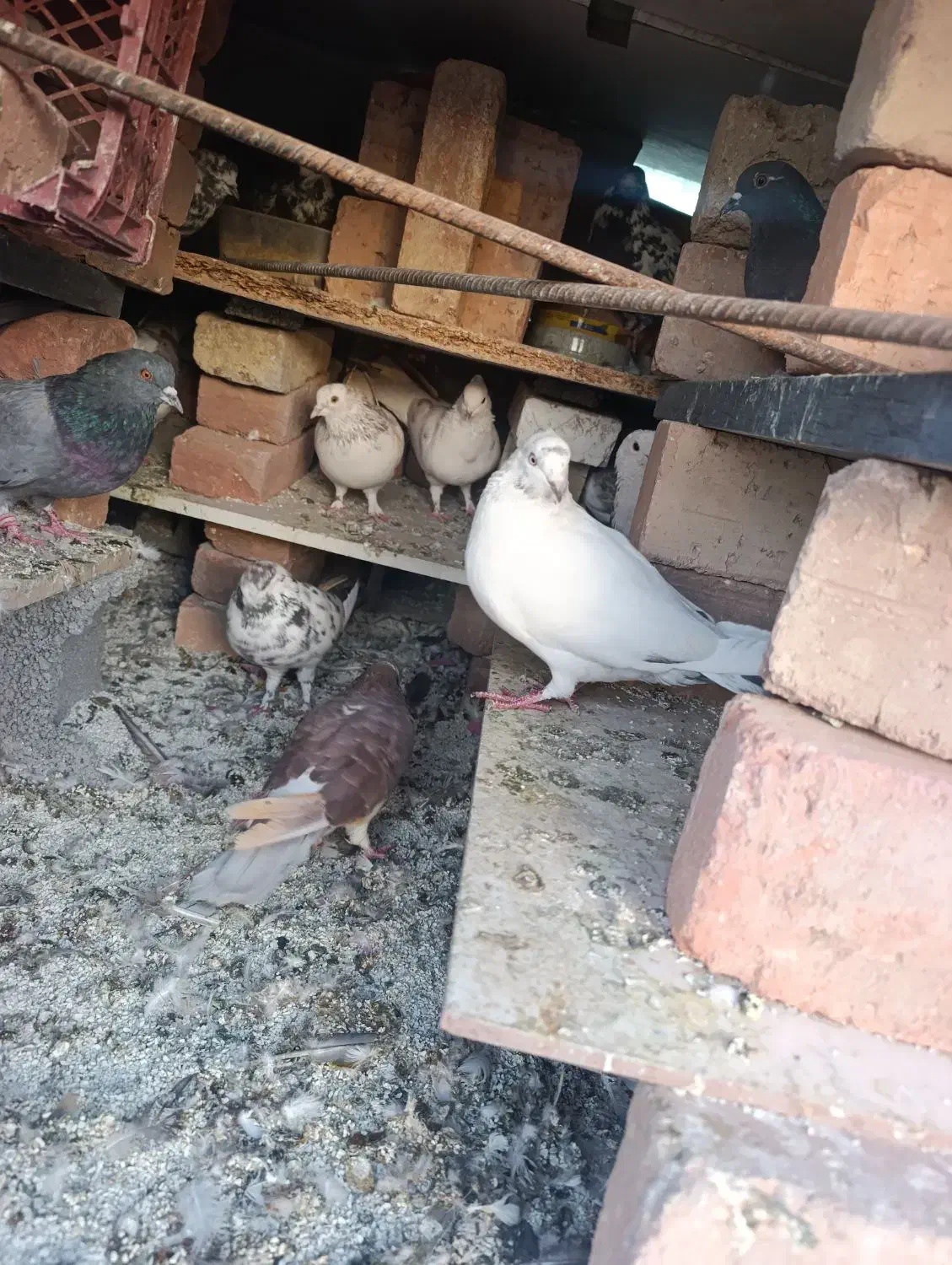 کبوتر|پرنده|احمدآبادمستوفی, |دیوار