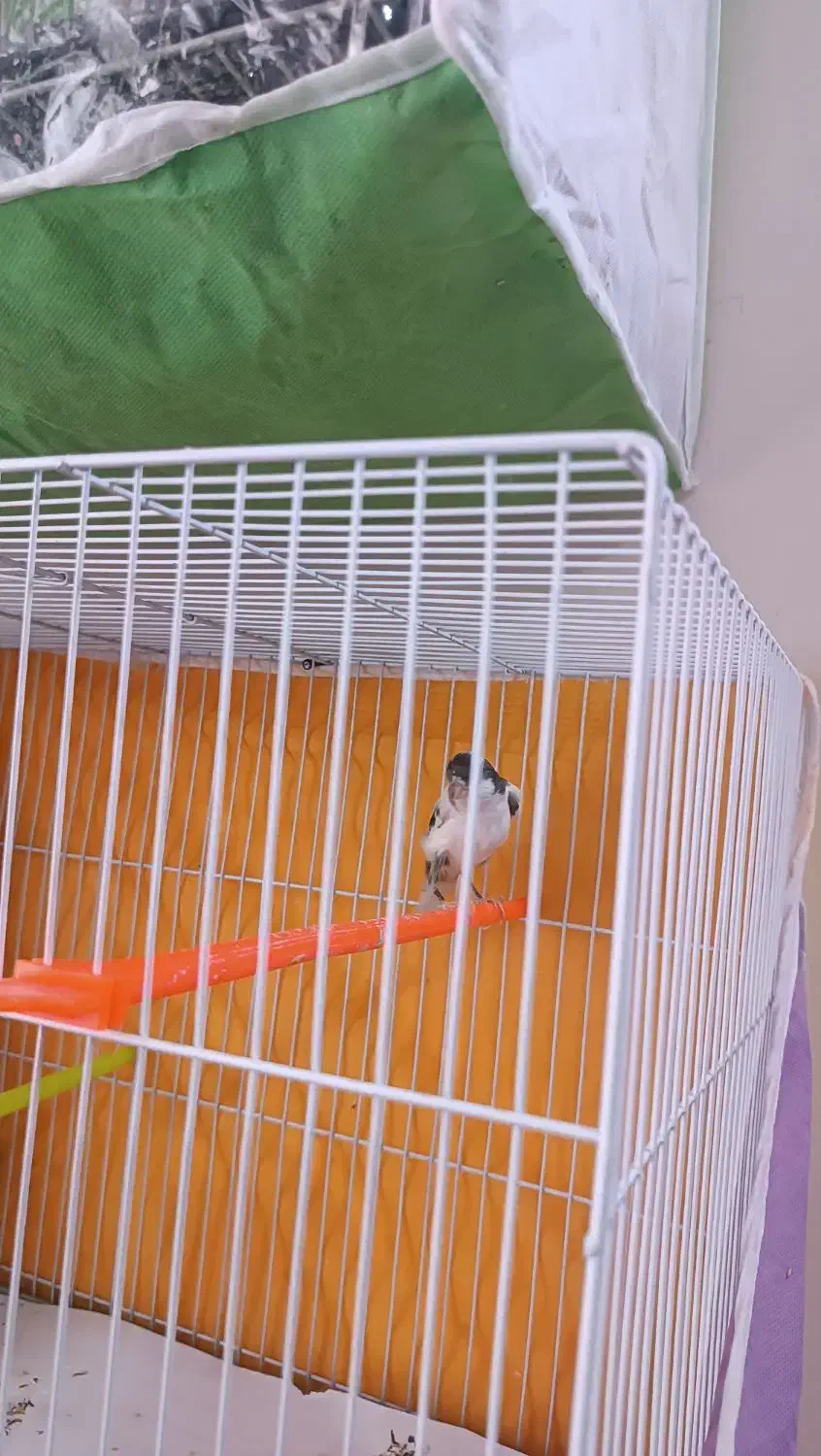 قناری نروماده|پرنده|مشهد, گاز|دیوار