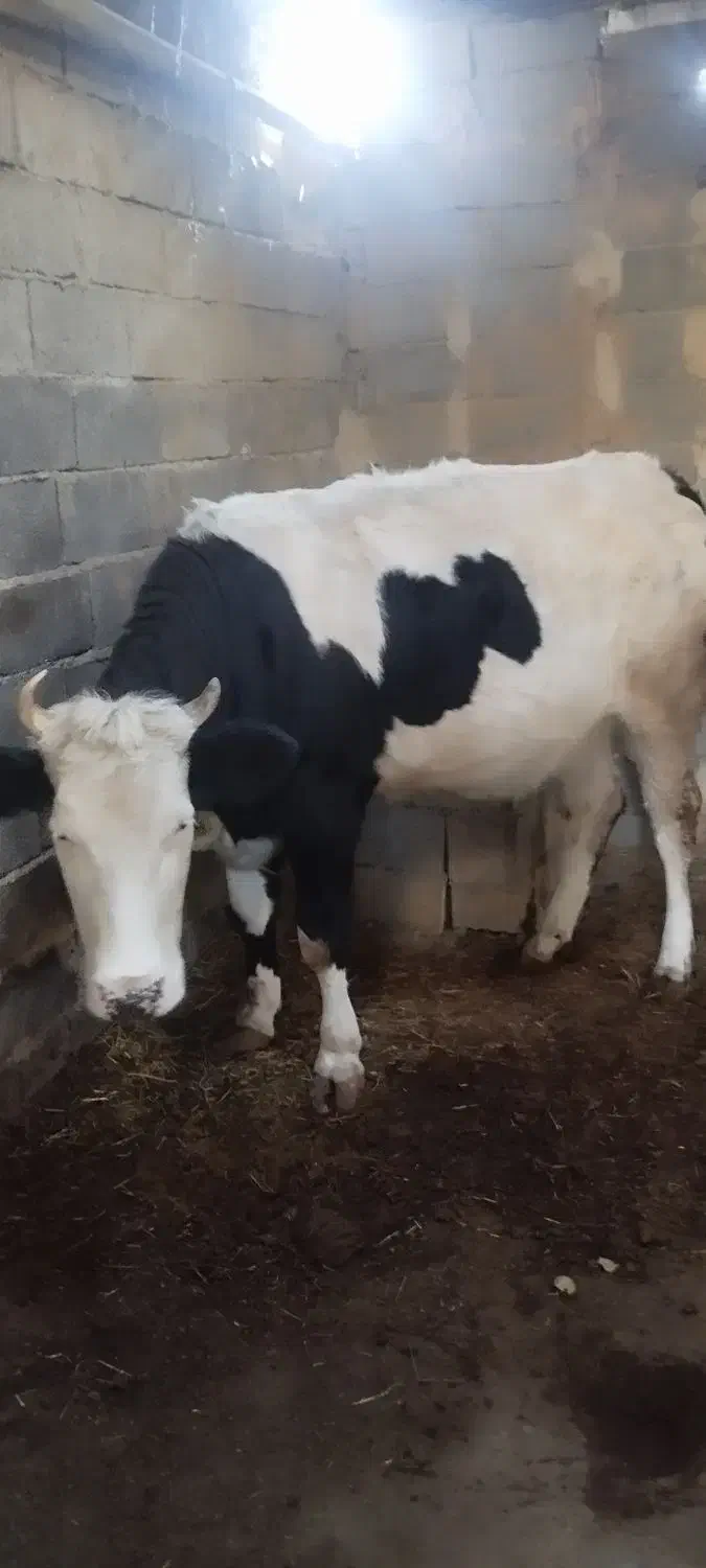 گوساله چاق دو دندان 450کیلو|حیوانات مزرعه|عنبران, |دیوار