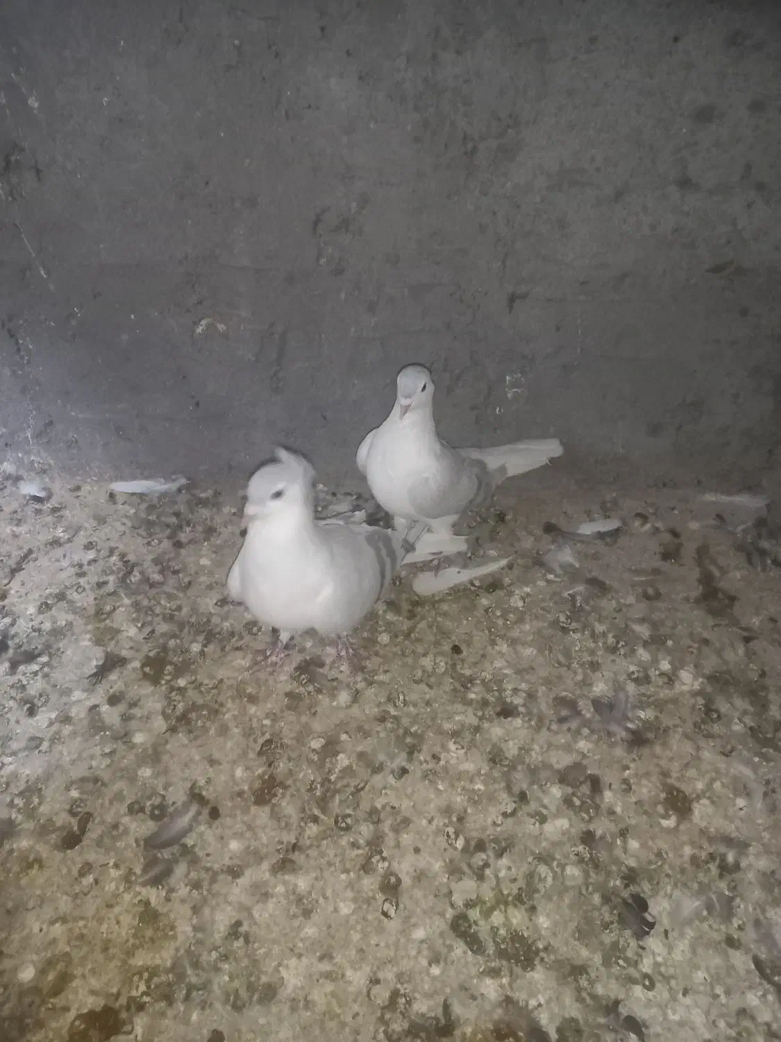 کبوتر عتیقه ساده آبی|پرنده|نصر آباد, |دیوار