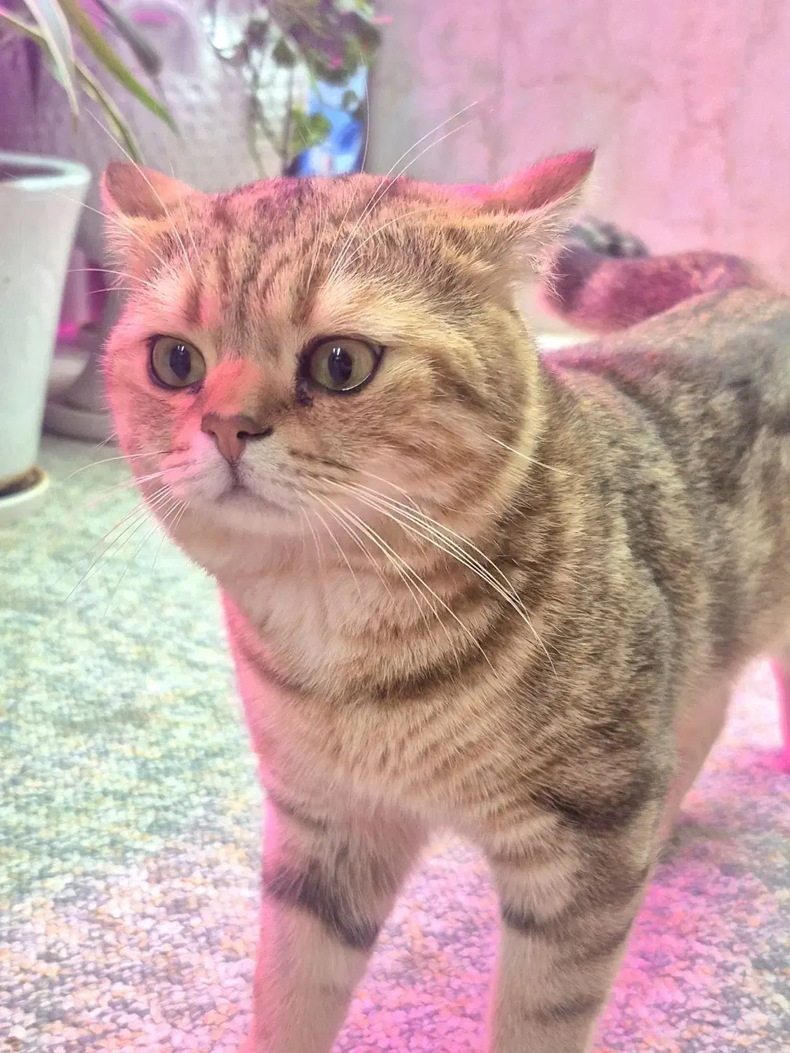 بریتیش|گربه|اهواز, کوی علوی|دیوار