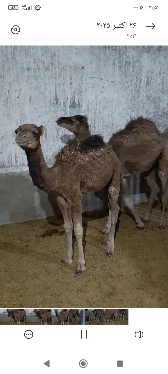 دوتاشترنرفروشی.|حیوانات مزرعه|تربتحیدریه, پائین ولایت|دیوار