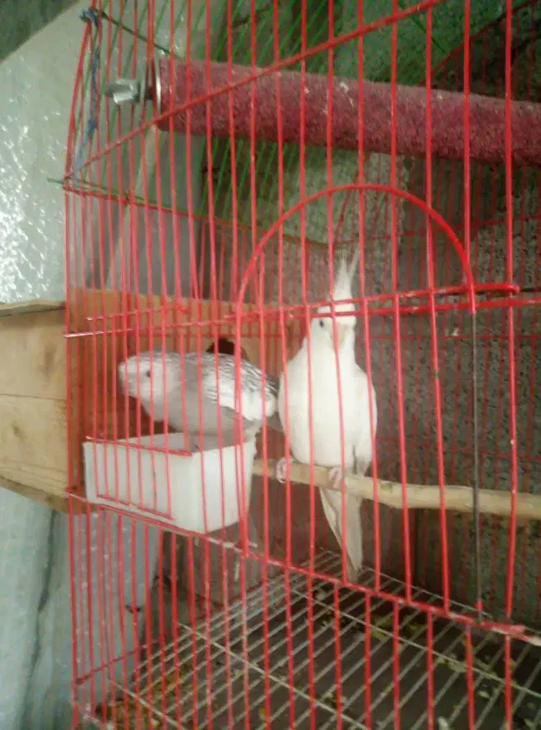 جفت مولد عروس هلندی|پرنده|خرم‌آباد (تنکابن), |دیوار