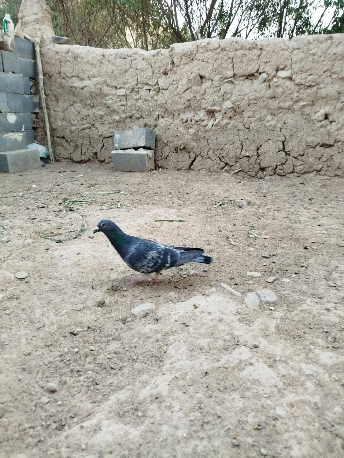 کفتر|پرنده|شیروان (خراسان), |دیوار