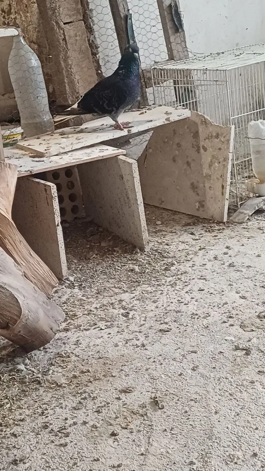 ماده دمسفید 16پر|پرنده|مشهد, کوشش|دیوار