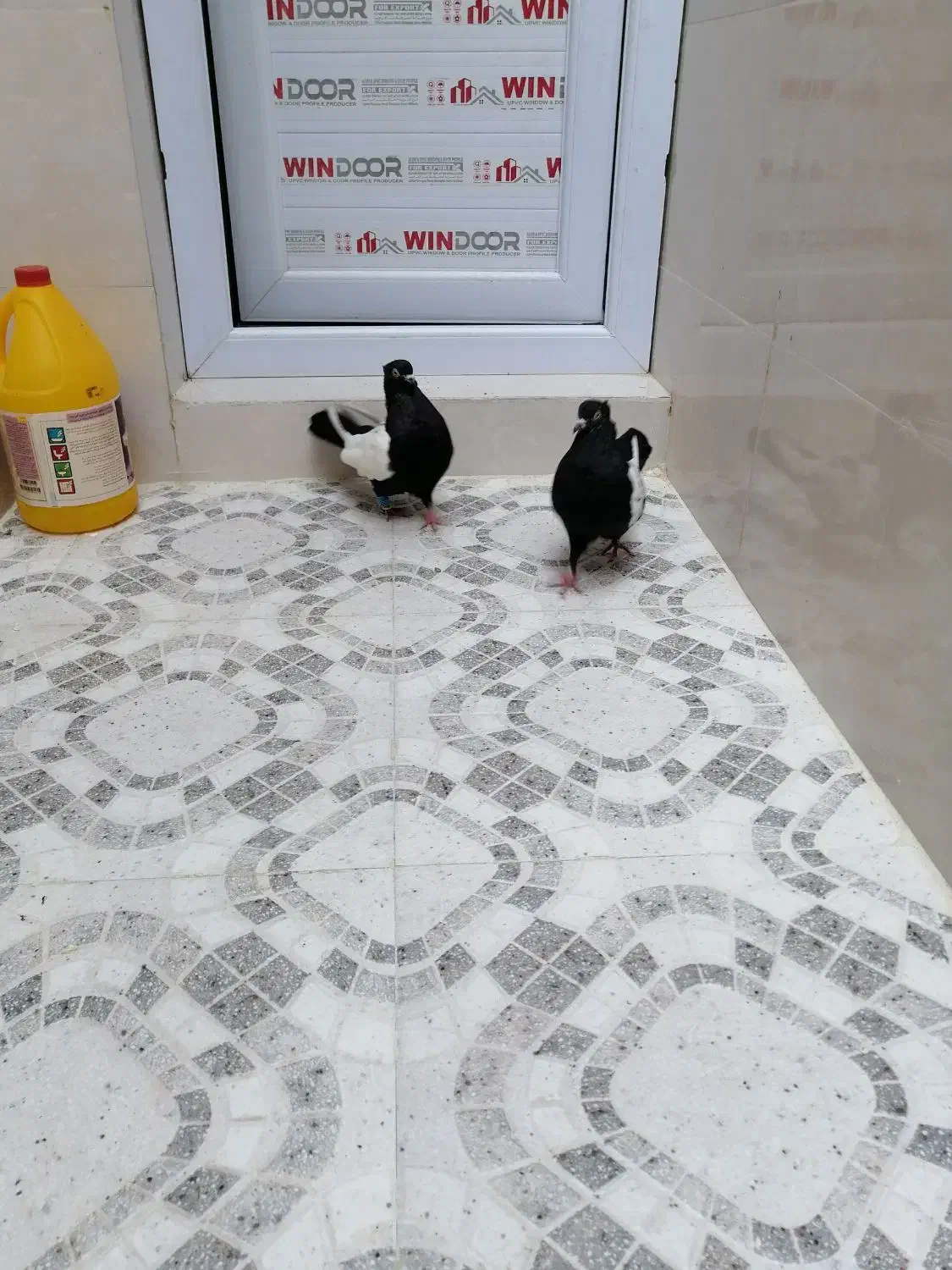 کبوتر سینه ای وصربستانی|پرنده|شادگان, |دیوار