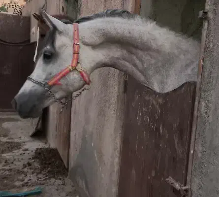 کشش نریون شش دانگ عرب مصری دوسر وارداتی جهت کشش|اسب و تجهیزات اسب‌سواری|فلاورجان, |دیوار