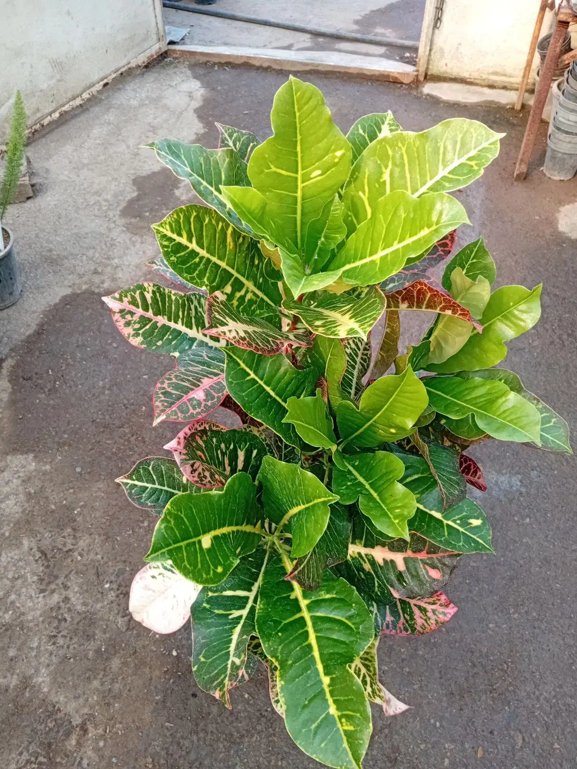 فیکوس،لاوسون،پتوس،رزلوکس|گل و گیاه طبیعی|رشت, حومه رشت|دیوار