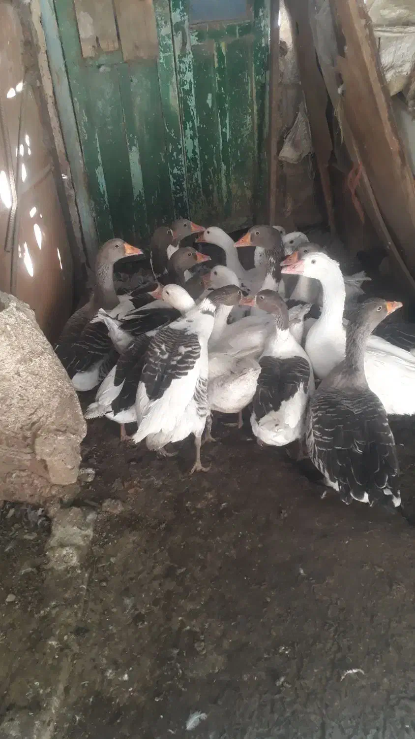 فروش غاز|حیوانات مزرعه|رزن, |دیوار