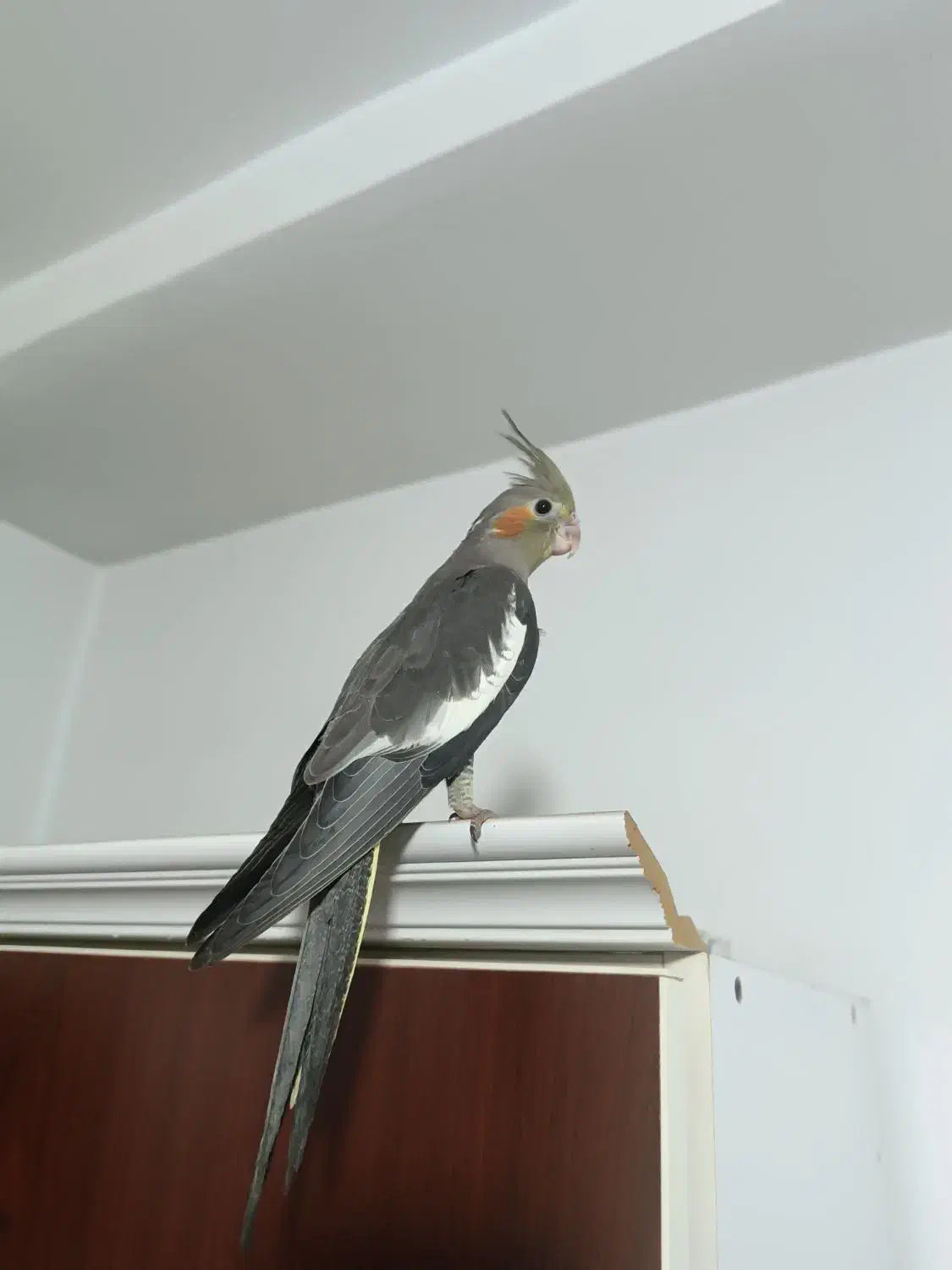 جوجه عروس هلندی دستی سهره|پرنده|باغستان, |دیوار