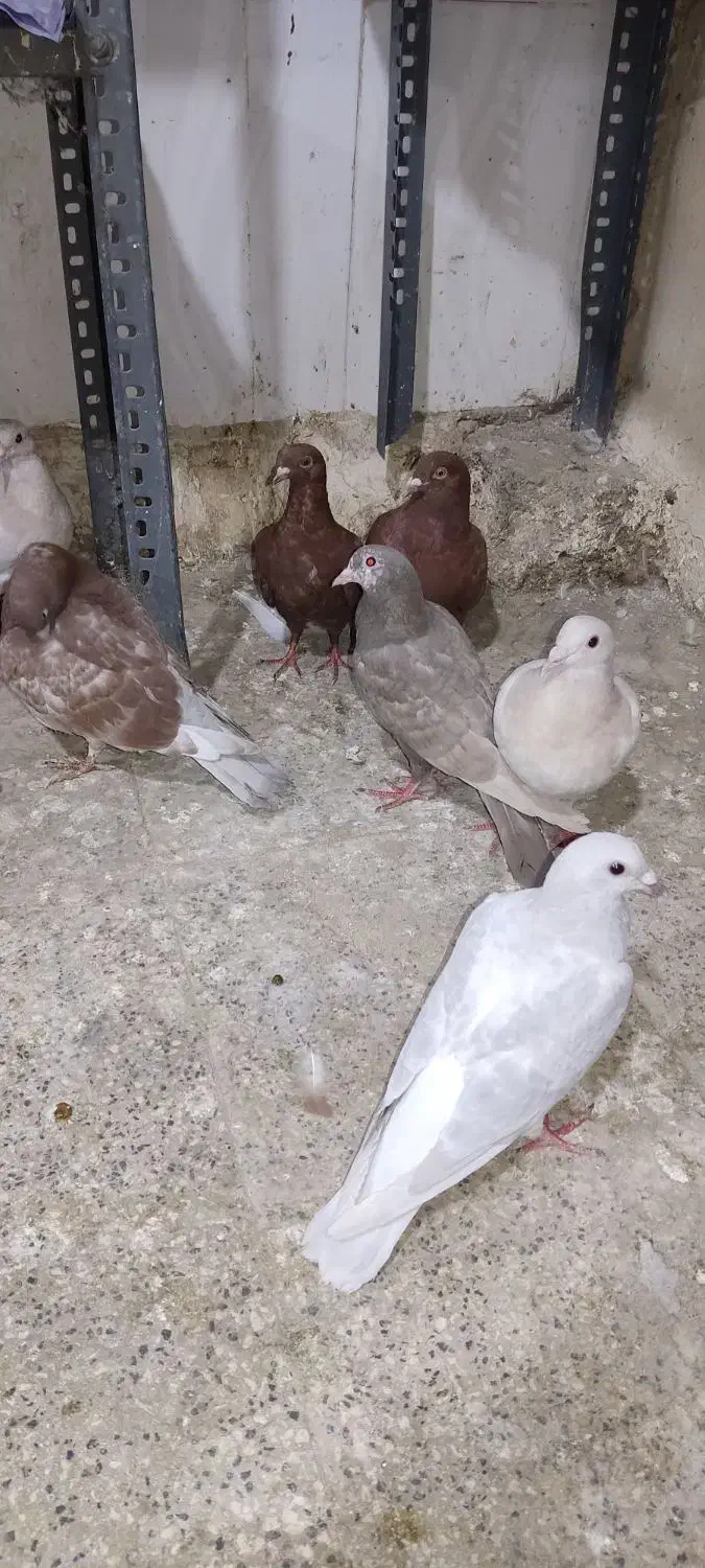 کله هما پاکستانی|پرنده|کاشمر, |دیوار