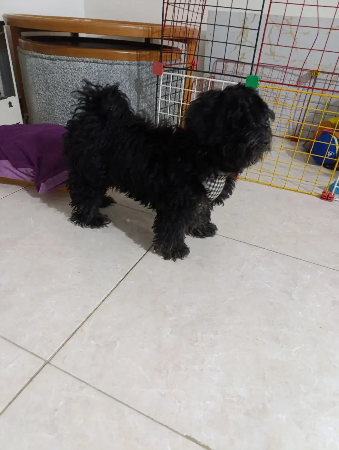 سگ توله اپارتمانی|سگ|کهریزک, |دیوار