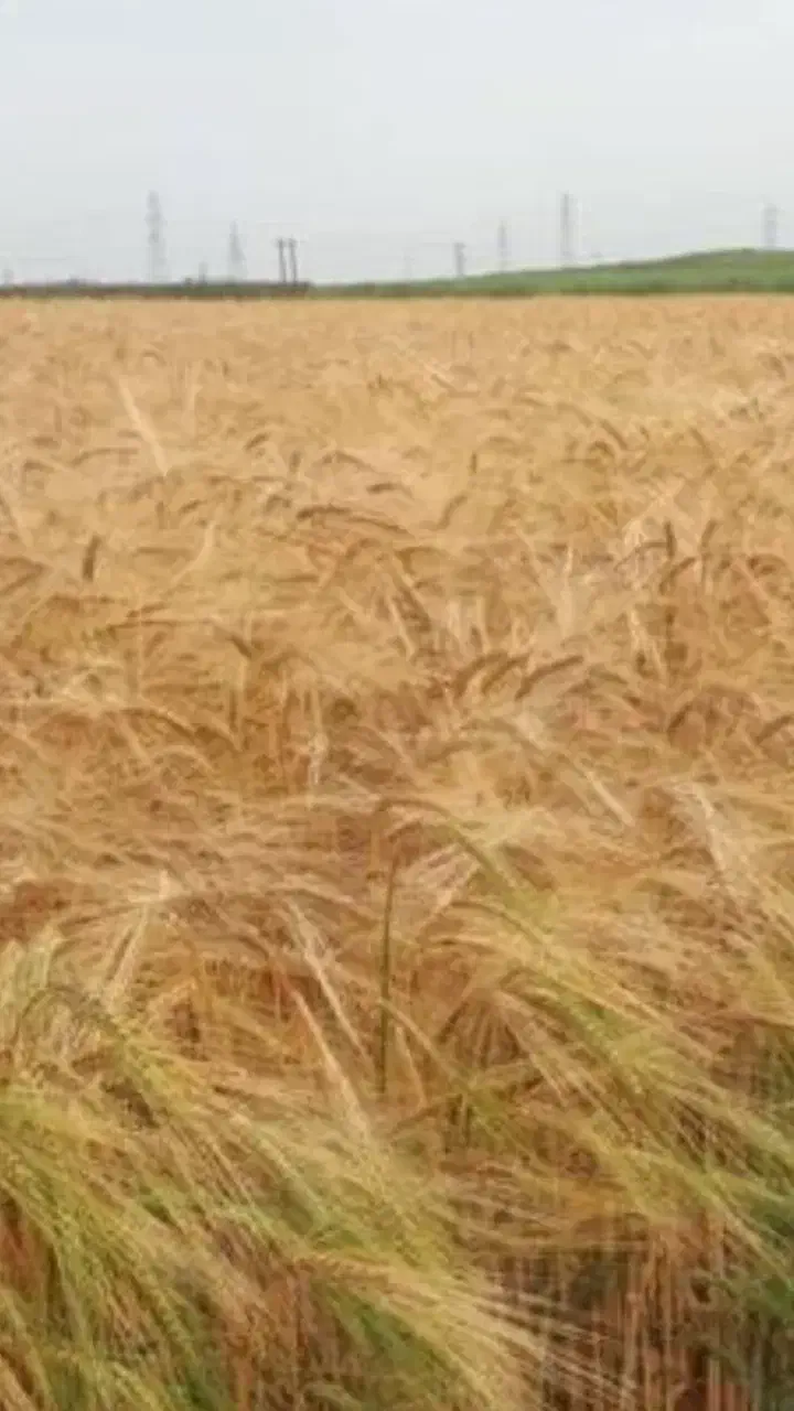 اجاره .زمین کشاورزی.روستای سیاهول|اجارهٔ دفتر صنعتی، کشاورزی، تجاری|دورود, |دیوار