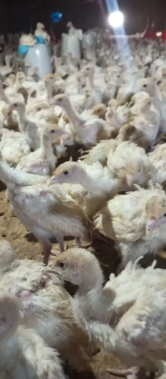 نیمچه|حیوانات مزرعه|فیروزه, |دیوار