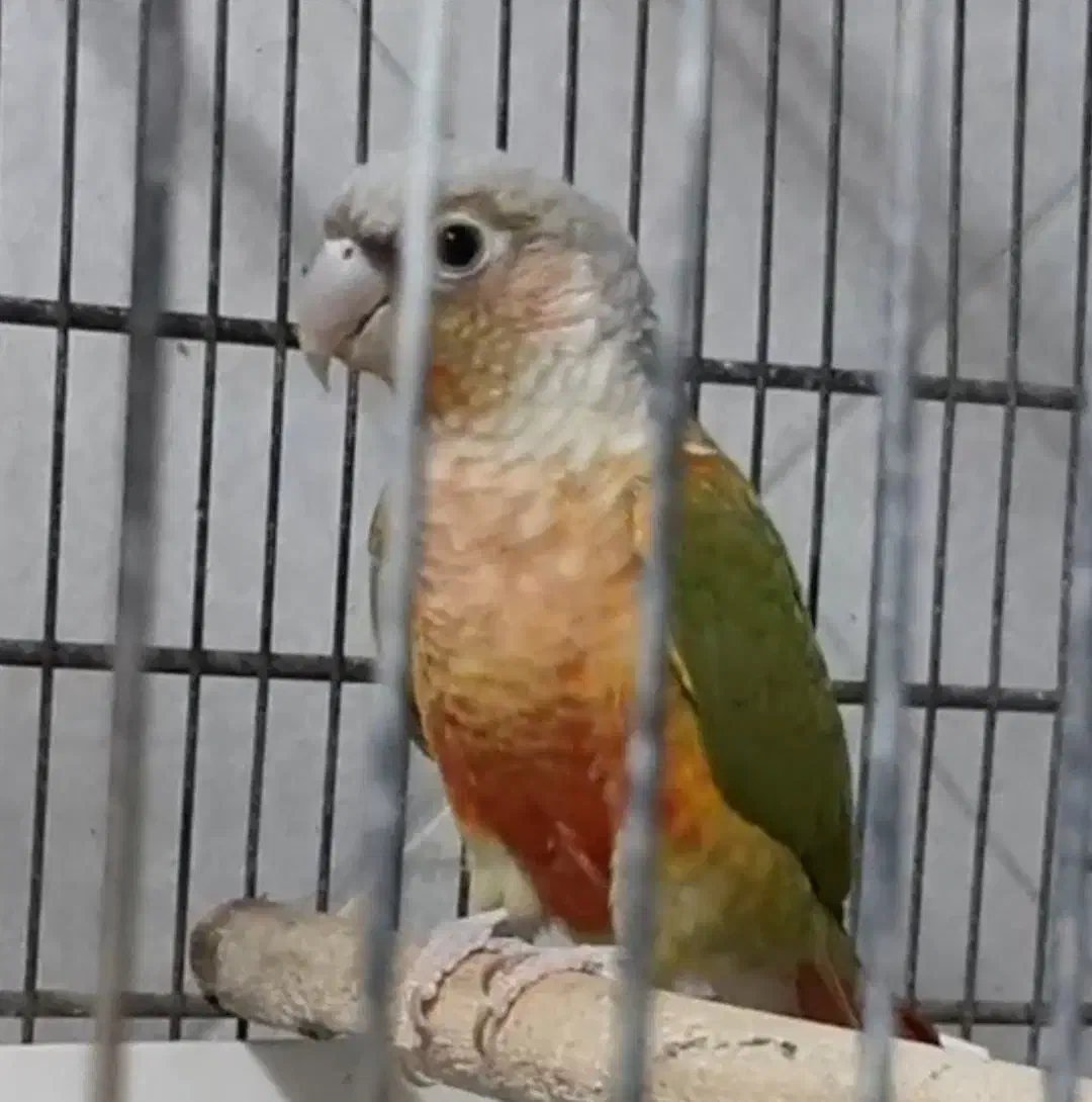 گرینچیک جفت مولد آناناسی ردویلوساید معاوضه باسنگال|پرنده|فردیس, منظریه|دیوار