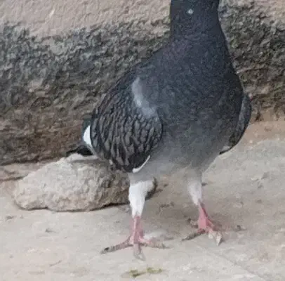 دم سفید کبوتر، هفرنک کله هما و...|پرنده|سبزوار, مدرس|دیوار