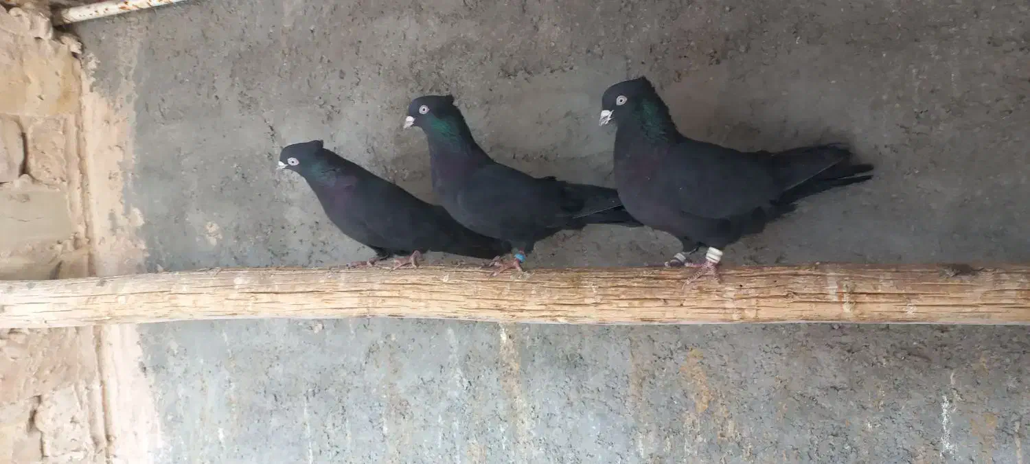 زاغ|پرنده|اردکان, |دیوار