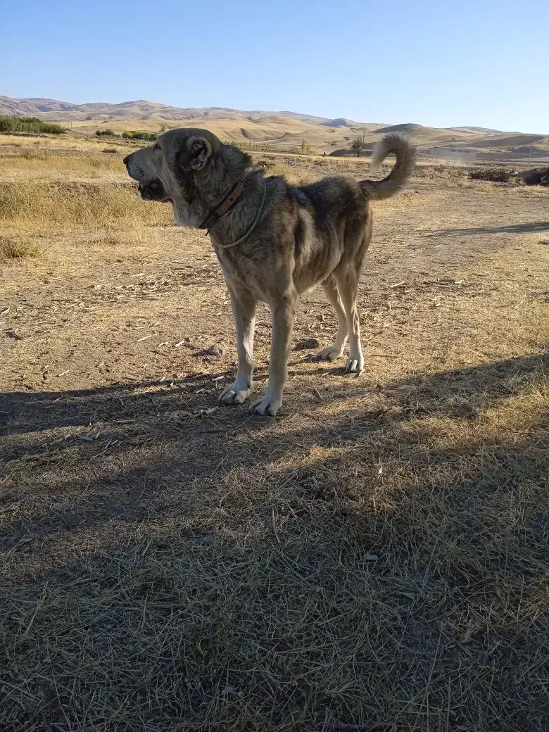 دو تا سگ عراقی|سگ|بستان آباد, |دیوار