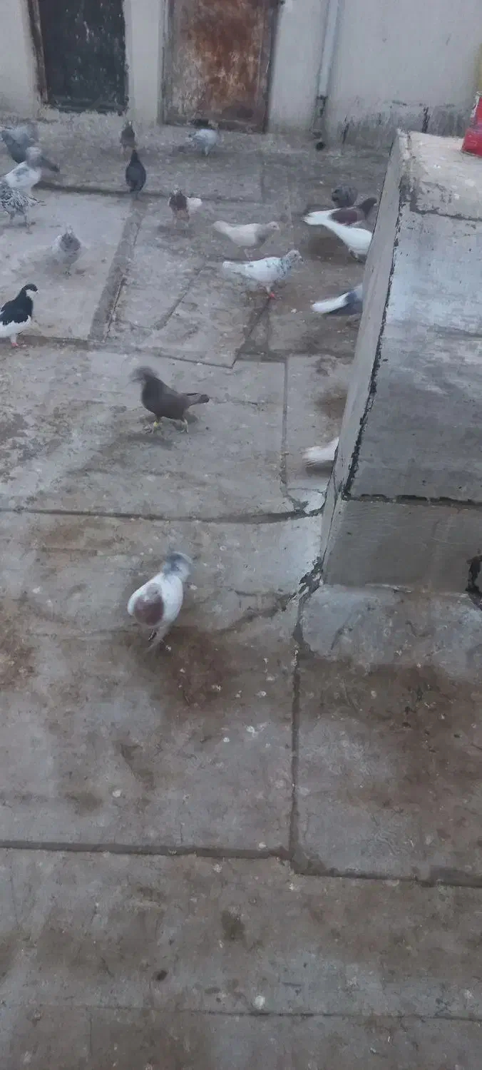 کفتر پرشی|پرنده|قزوین, |دیوار