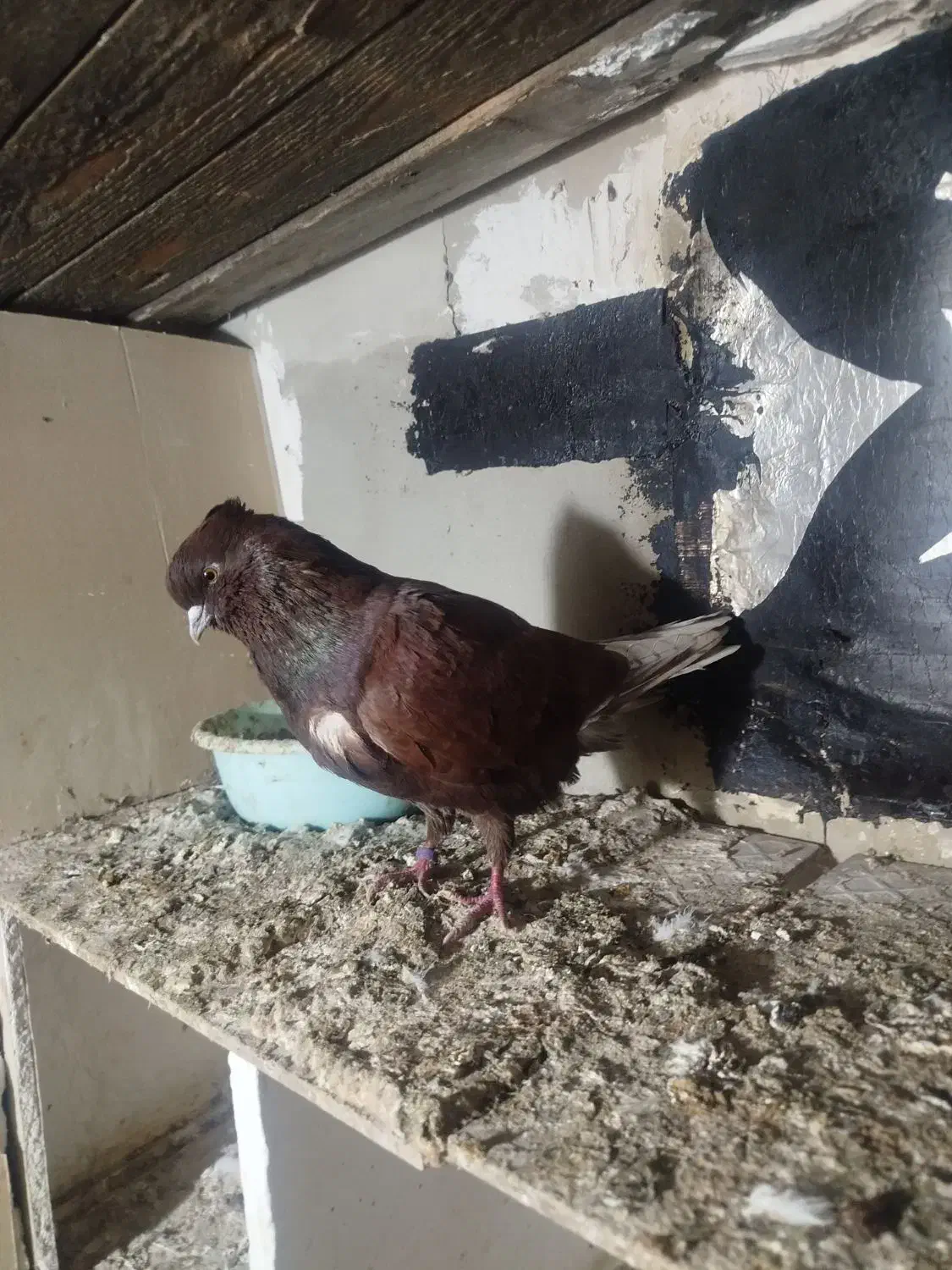 کبوتر پرشی|حیوانات|گرگان, |دیوار